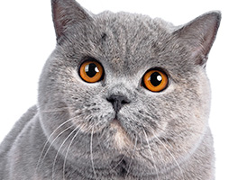 人気の猫種・猫の種類から子猫を探す 8位：ブリティッシュショートヘア